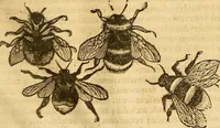 Picture 14 of 184 from Insectorum sive minimorum animalium theatrum: olim ab Edoardo Wottono, Conrado Gesnero, Thomaque Pennio inchoatum: tandem Tho. Movfeti Londinâtis operâ sumptibusq; maximis concinnatum, auctum, perfectum: et ad vivum expressis iconibus suprà quingentis illustratum (1634), leaf 82