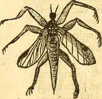 Picture 15 of 184 from Insectorum sive minimorum animalium theatrum: olim ab Edoardo Wottono, Conrado Gesnero, Thomaque Pennio inchoatum: tandem Tho. Movfeti Londinâtis operâ sumptibusq; maximis concinnatum, auctum, perfectum: et ad vivum expressis iconibus suprà quingentis illustratum (1634), leaf 87