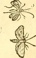 An illustration from Insectorum sive minimorum animalium theatrum: olim ab Edoardo Wottono, Conrado Gesnero, Thomaque Pennio inchoatum: tandem Tho. Movfeti Londinâtis operâ sumptibusq; maximis concinnatum, auctum, perfectum: et ad vivum expressis iconibus suprà quingentis illustratum (1634)