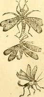 An illustration from Insectorum sive minimorum animalium theatrum: olim ab Edoardo Wottono, Conrado Gesnero, Thomaque Pennio inchoatum: tandem Tho. Movfeti Londinâtis operâ sumptibusq; maximis concinnatum, auctum, perfectum: et ad vivum expressis iconibus suprà quingentis illustratum (1634)