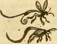 An illustration from Insectorum sive minimorum animalium theatrum: olim ab Edoardo Wottono, Conrado Gesnero, Thomaque Pennio inchoatum: tandem Tho. Movfeti Londinâtis operâ sumptibusq; maximis concinnatum, auctum, perfectum: et ad vivum expressis iconibus suprà quingentis illustratum (1634)