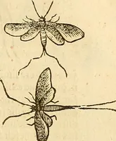 An illustration from Insectorum sive minimorum animalium theatrum: olim ab Edoardo Wottono, Conrado Gesnero, Thomaque Pennio inchoatum: tandem Tho. Movfeti Londinâtis operâ sumptibusq; maximis concinnatum, auctum, perfectum: et ad vivum expressis iconibus suprà quingentis illustratum (1634)