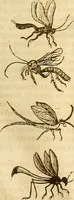 Picture 20 of 184 from Insectorum sive minimorum animalium theatrum: olim ab Edoardo Wottono, Conrado Gesnero, Thomaque Pennio inchoatum: tandem Tho. Movfeti Londinâtis operâ sumptibusq; maximis concinnatum, auctum, perfectum: et ad vivum expressis iconibus suprà quingentis illustratum (1634), leaf 92