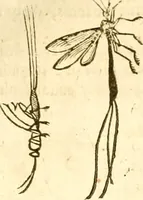 An illustration from Insectorum sive minimorum animalium theatrum: olim ab Edoardo Wottono, Conrado Gesnero, Thomaque Pennio inchoatum: tandem Tho. Movfeti Londinâtis operâ sumptibusq; maximis concinnatum, auctum, perfectum: et ad vivum expressis iconibus suprà quingentis illustratum (1634)