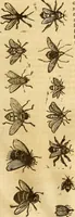 An illustration from Insectorum sive minimorum animalium theatrum: olim ab Edoardo Wottono, Conrado Gesnero, Thomaque Pennio inchoatum: tandem Tho. Movfeti Londinâtis operâ sumptibusq; maximis concinnatum, auctum, perfectum: et ad vivum expressis iconibus suprà quingentis illustratum (1634)
