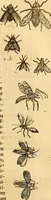 Picture 23 of 184 from Insectorum sive minimorum animalium theatrum: olim ab Edoardo Wottono, Conrado Gesnero, Thomaque Pennio inchoatum: tandem Tho. Movfeti Londinâtis operâ sumptibusq; maximis concinnatum, auctum, perfectum: et ad vivum expressis iconibus suprà quingentis illustratum (1634), leaf 94
