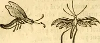 An illustration from Insectorum sive minimorum animalium theatrum: olim ab Edoardo Wottono, Conrado Gesnero, Thomaque Pennio inchoatum: tandem Tho. Movfeti Londinâtis operâ sumptibusq; maximis concinnatum, auctum, perfectum: et ad vivum expressis iconibus suprà quingentis illustratum (1634)
