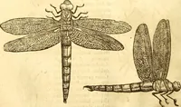 Picture 25 of 184 from Insectorum sive minimorum animalium theatrum: olim ab Edoardo Wottono, Conrado Gesnero, Thomaque Pennio inchoatum: tandem Tho. Movfeti Londinâtis operâ sumptibusq; maximis concinnatum, auctum, perfectum: et ad vivum expressis iconibus suprà quingentis illustratum (1634), leaf 95