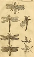 Picture 26 of 184 from Insectorum sive minimorum animalium theatrum: olim ab Edoardo Wottono, Conrado Gesnero, Thomaque Pennio inchoatum: tandem Tho. Movfeti Londinâtis operâ sumptibusq; maximis concinnatum, auctum, perfectum: et ad vivum expressis iconibus suprà quingentis illustratum (1634), leaf 96