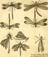 Picture 27 of 184 from Insectorum sive minimorum animalium theatrum: olim ab Edoardo Wottono, Conrado Gesnero, Thomaque Pennio inchoatum: tandem Tho. Movfeti Londinâtis operâ sumptibusq; maximis concinnatum, auctum, perfectum: et ad vivum expressis iconibus suprà quingentis illustratum (1634), leaf 97