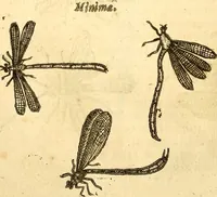 An illustration from Insectorum sive minimorum animalium theatrum: olim ab Edoardo Wottono, Conrado Gesnero, Thomaque Pennio inchoatum: tandem Tho. Movfeti Londinâtis operâ sumptibusq; maximis concinnatum, auctum, perfectum: et ad vivum expressis iconibus suprà quingentis illustratum (1634)