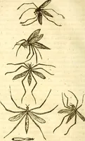 An illustration from Insectorum sive minimorum animalium theatrum: olim ab Edoardo Wottono, Conrado Gesnero, Thomaque Pennio inchoatum: tandem Tho. Movfeti Londinâtis operâ sumptibusq; maximis concinnatum, auctum, perfectum: et ad vivum expressis iconibus suprà quingentis illustratum (1634)