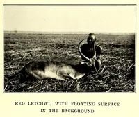 Picture 9 of 17 from In South Central Africa : being an account of some of the experiences and journeys of the author during a stay of six years in that country (1912), leaf 153