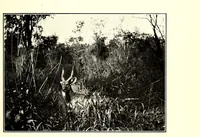 An illustration from In South Central Africa : being an account of some of the experiences and journeys of the author during a stay of six years in that country (1912)