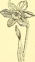 Picture 3 of 4 from Inspirational lectures and impromptu poems (1884), leaf 296