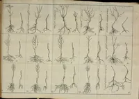 An illustration from Instruction pour les jardins fruitiers et potagers : avec un traité des orangers, suivy de quelques réflexions sur l'agriculture (1690)