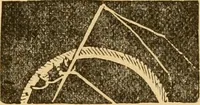 An illustration from Instructions for lace making .. (1878)