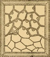 An illustration from Instructions for lace making .. (1878)