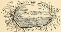 An illustration from The intellectual rise in electricity; a history (1895)