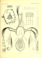 An illustration from Internationales Archiv für Ethnographie (1888)