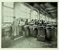An illustration from International Acceptance Bank Textile Raw Materials 1924 (1924)