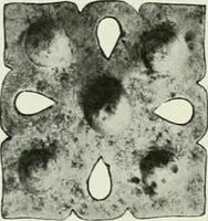 An illustration from International studio (1897)