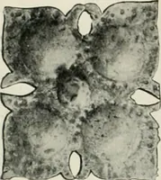 An illustration from International studio (1897)