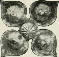 An illustration from International studio (1897)
