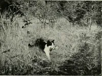 An illustration from International studio (1897)