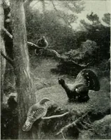 An illustration from International studio (1897)