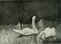 An illustration from International studio (1897)