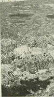 An illustration from International studio (1897)