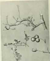 An illustration from International studio (1897)