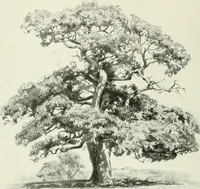 An illustration from International studio (1897)