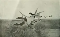 Picture 305 of 584 from International studio (1897), leaf 265