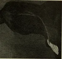 Picture 215 of 554 from International studio (1897), leaf 196
