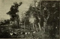 Picture 110 of 524 from International studio (1897), leaf 104