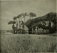 Picture 71 of 524 from International studio (1897), leaf 79