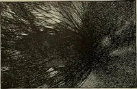 Picture 102 of 524 from International studio (1897), leaf 99