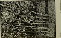 Picture 103 of 524 from International studio (1897), leaf 99
