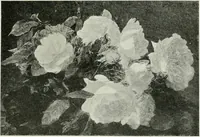 An illustration from International studio (1897)