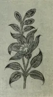 An illustration from International studio (1897)