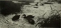 Picture 184 of 509 from International studio (1897), leaf 167