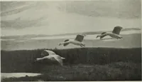 Picture 185 of 509 from International studio (1897), leaf 168