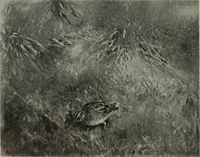Picture 188 of 509 from International studio (1897), leaf 172