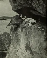 Picture 191 of 509 from International studio (1897), leaf 175