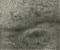 Picture 192 of 509 from International studio (1897), leaf 176