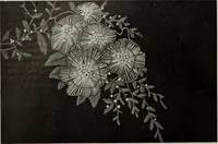 Picture 238 of 509 from International studio (1897), leaf 210