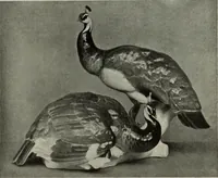 Picture 364 of 509 from International studio (1897), leaf 309