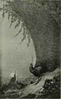 Picture 436 of 509 from International studio (1897), leaf 381